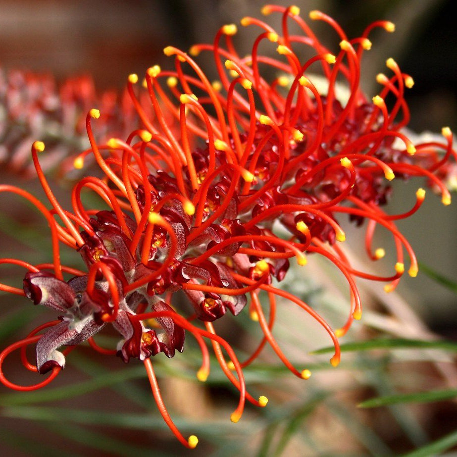 Grevillea Blood Orange (large) 200mm - Ladybird Nursery