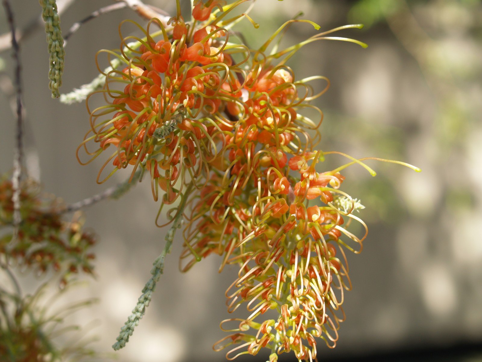 Grevillea Bronze Rover Standards - Ladybird Nursery