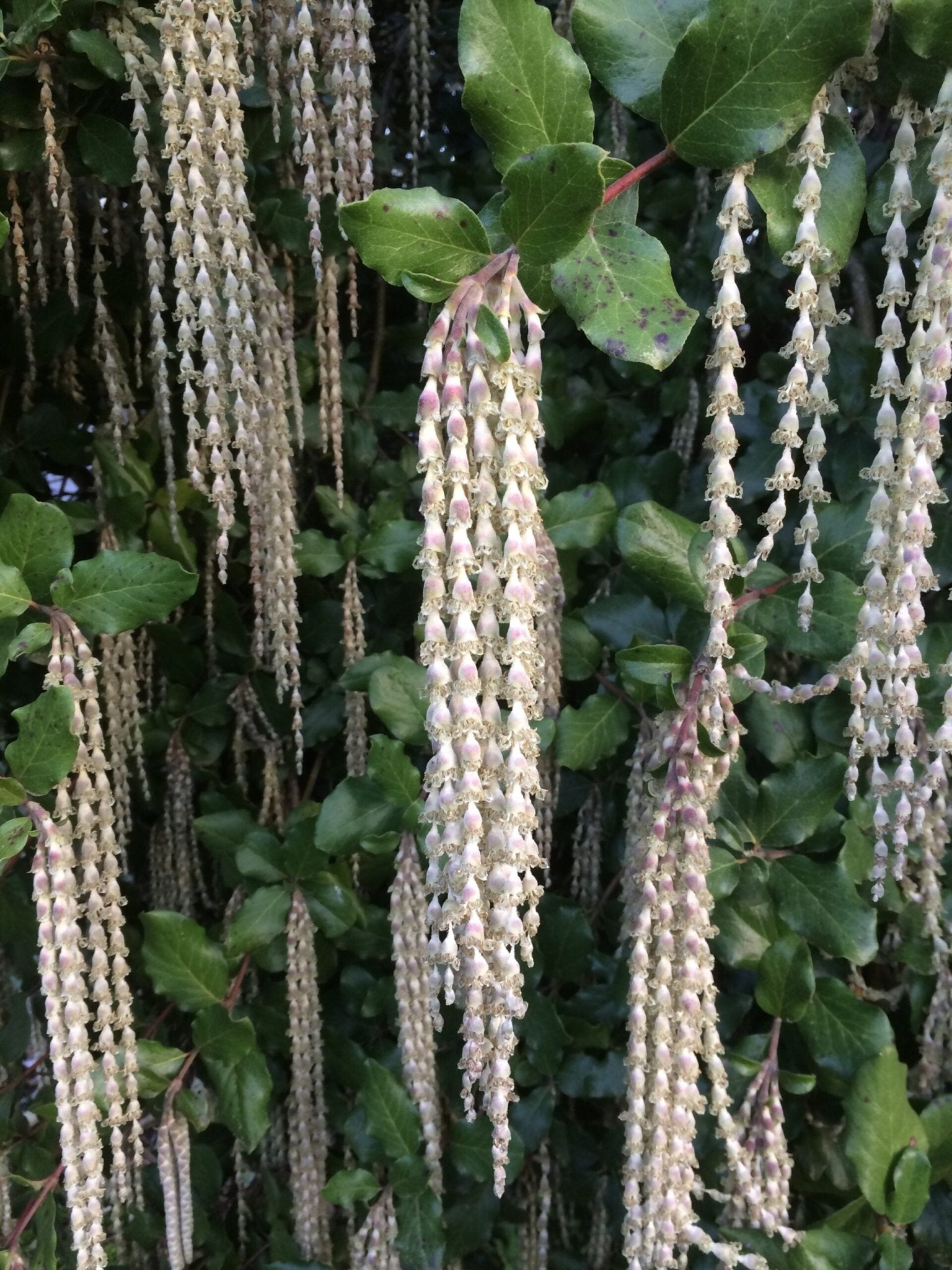 James Roof (Garrya elliptica) - Ladybird Nursery