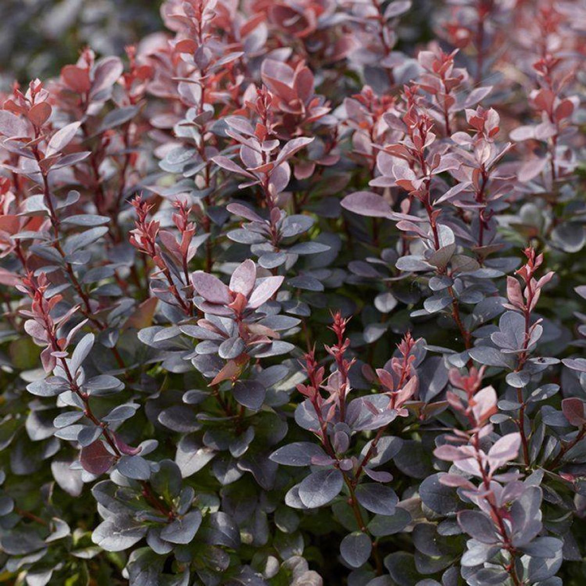 Japanese Barberry atropurpureum Purple (Berberis thunbergii) - Ladybird Nursery