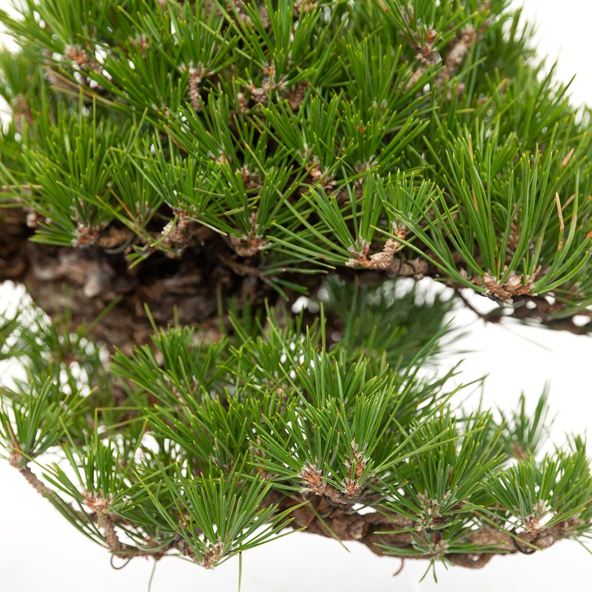 Japanese Black Pine ‘Christmas Tree’ (Pinus thunbergii) - Ladybird Nursery