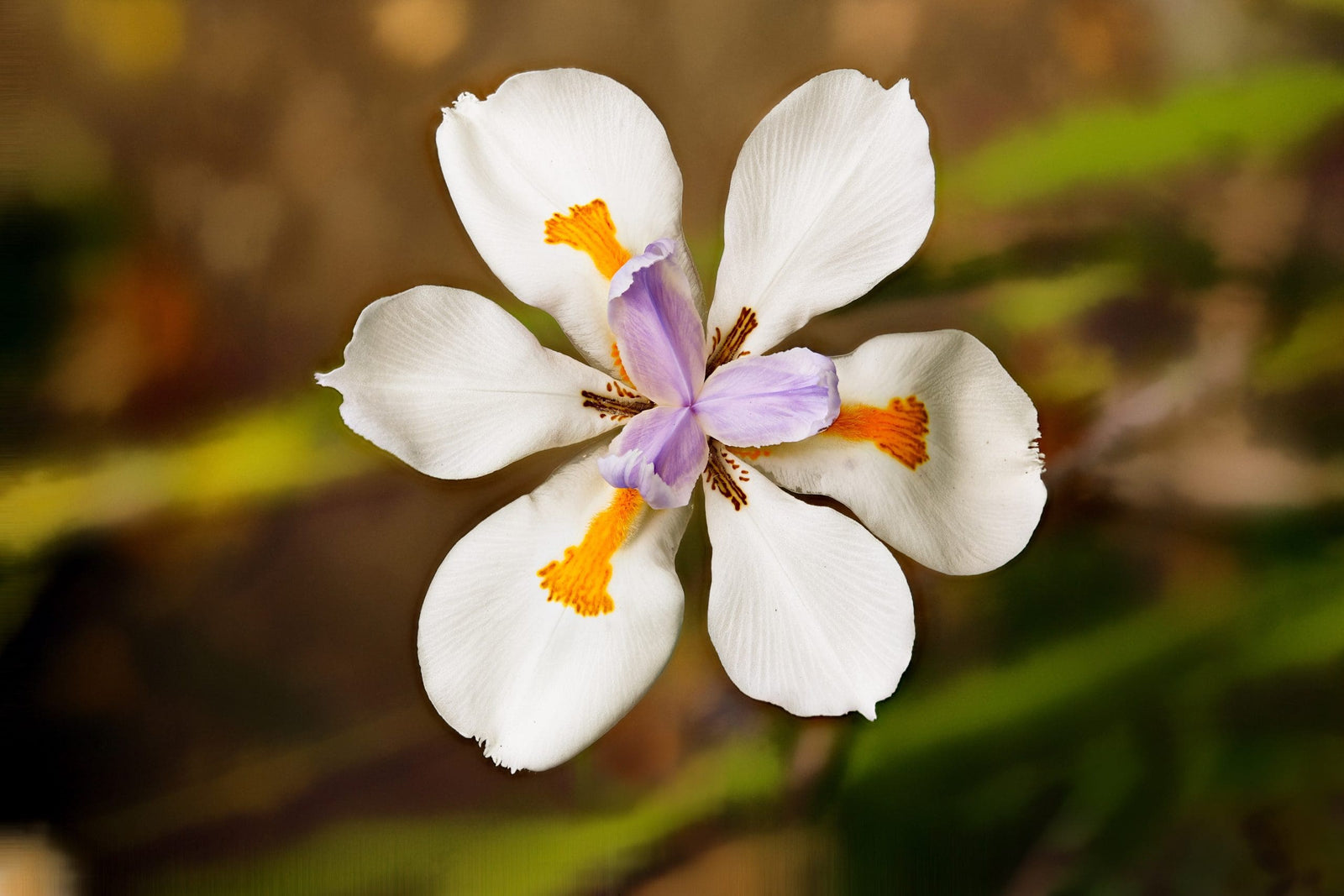 Fortnight Lily (Dietes iridioides) - Ladybird Nursery