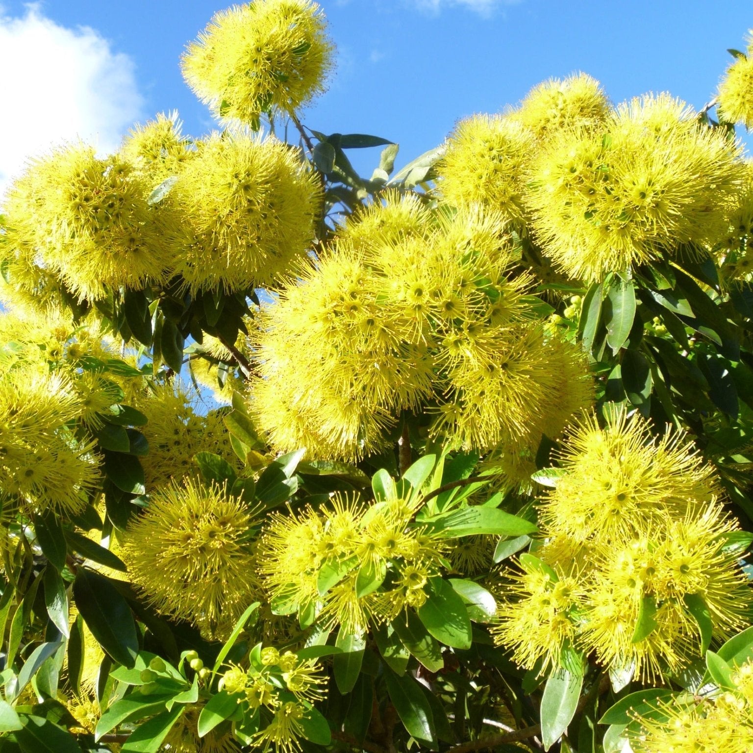 Golden Penda Fairhill Gold (Xanthostemon chrysanthus) - Ladybird Nursery