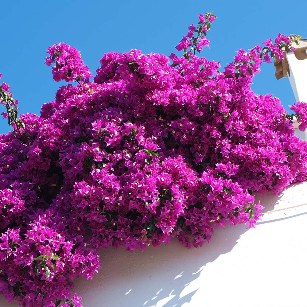 Bougainvillea Red Dragon™ Pretty Purple (Bougainvillea Red) - Ladybird Nursery