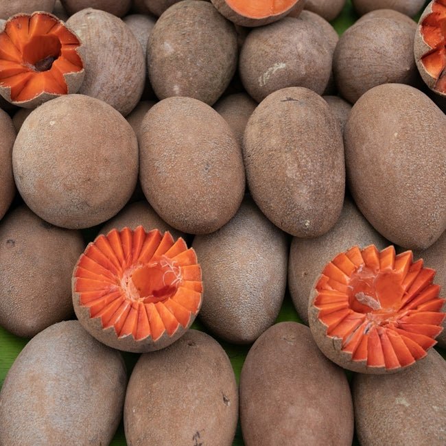 Mamey Sapote - Ladybird Nursery