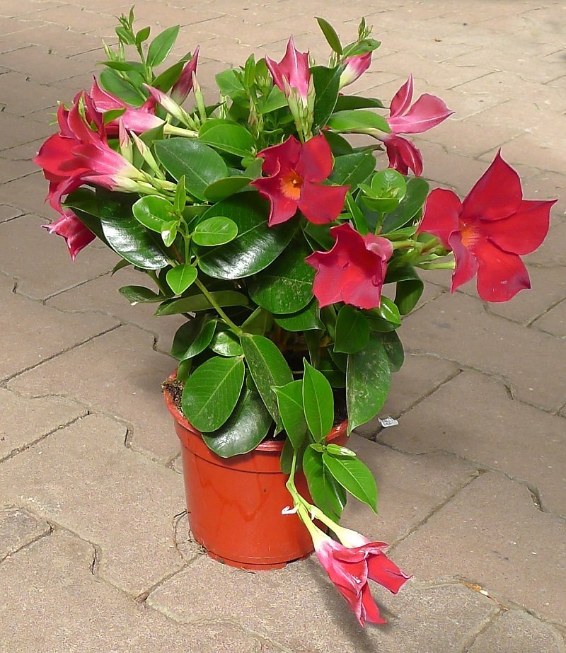 Mandevilla Agathe Red (Dipladenia Diamantina) - Ladybird Nursery