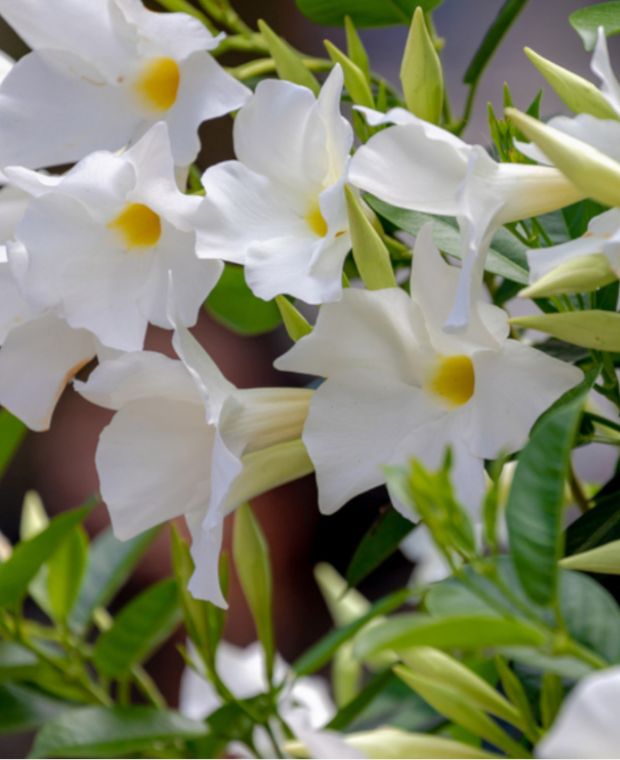 Mandevilla Agathe White (Dipladenia Diamantina) - Ladybird Nursery