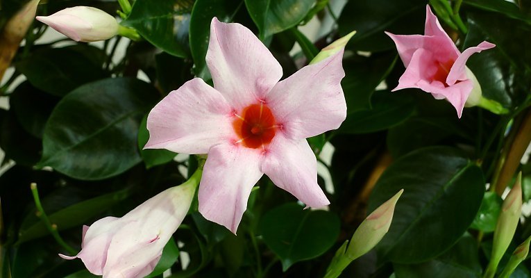 Mandevilla Aloha Bright Pink - Ladybird Nursery