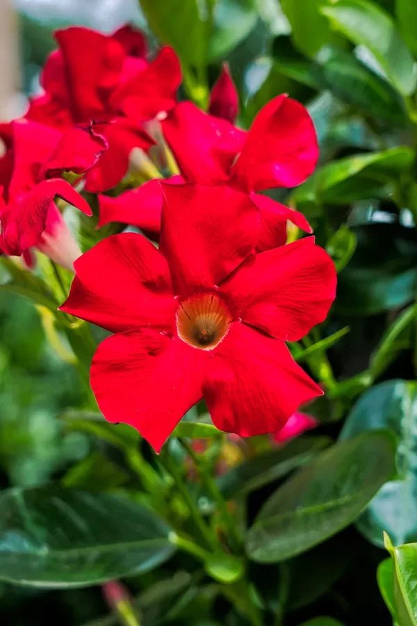 Mandevilla Deep Red (Dipladenia spp.) - Ladybird Nursery