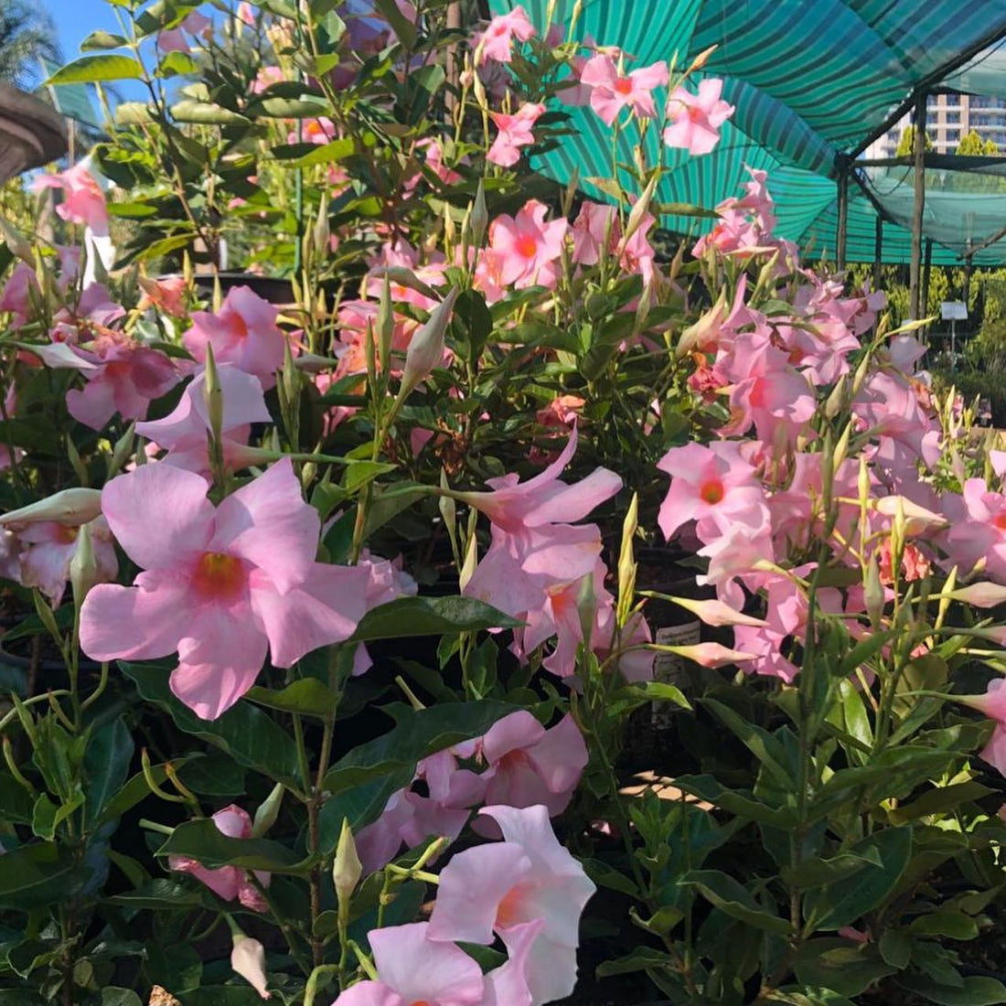 Mandevilla Diamantina Tourmaline Rose - Ladybird Nursery