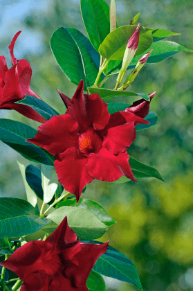 Mandevilla Illusions Rose - Ladybird Nursery