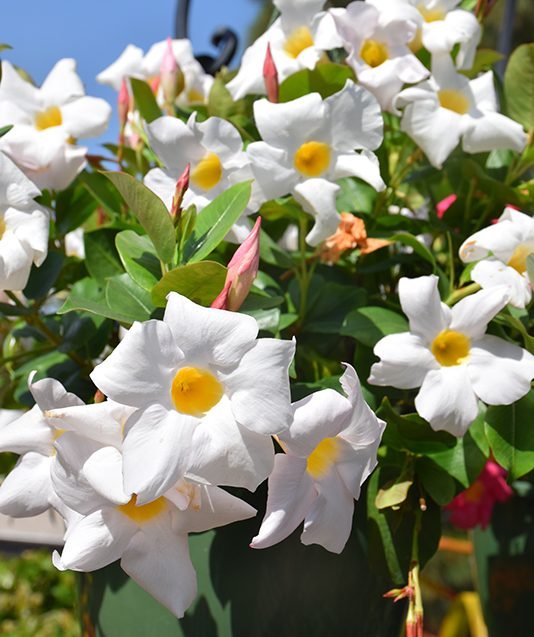 Mandevilla 'My Fair Lady' (Dipladenia sanderi) - Ladybird Nursery