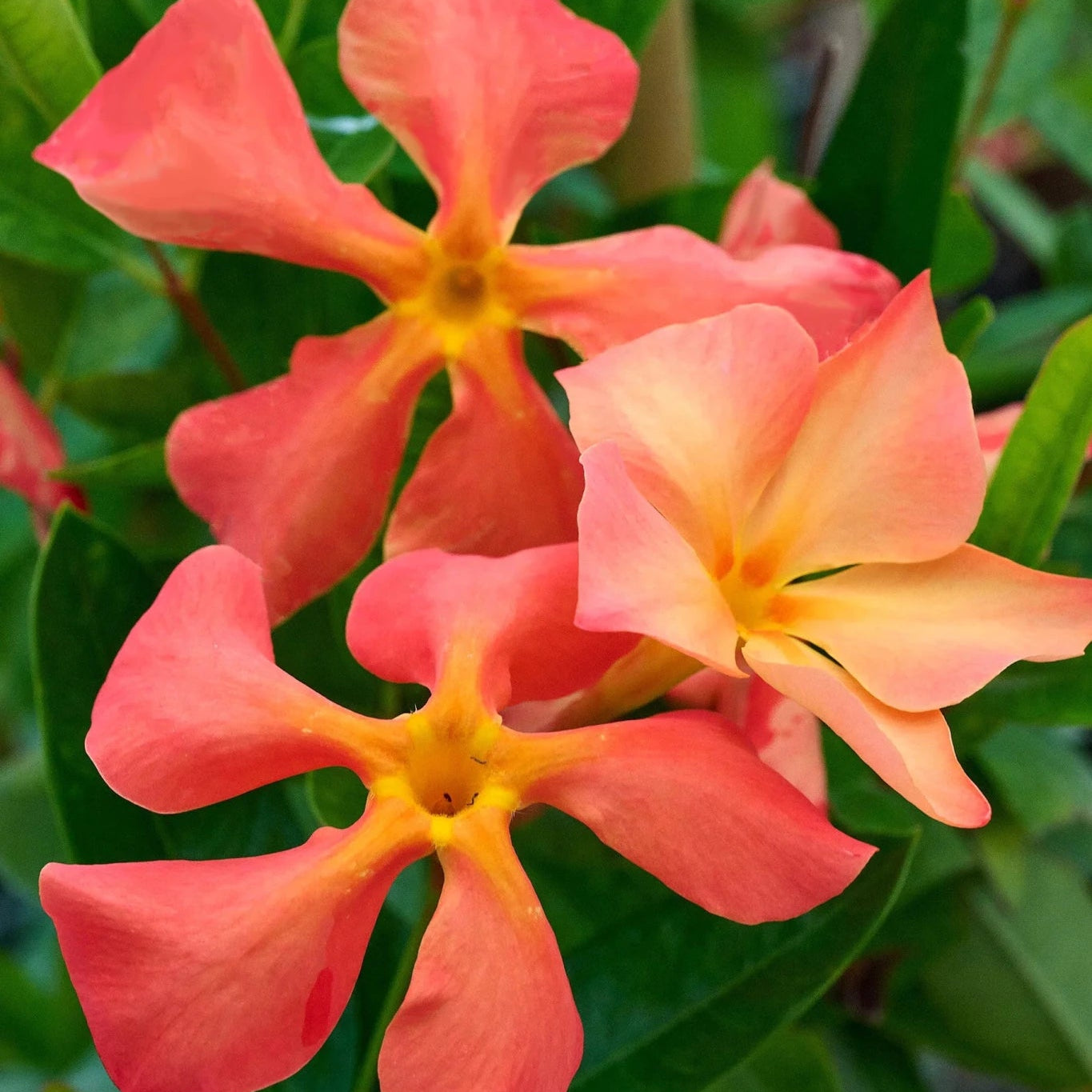 Mandevilla ‘Sun Parasol Up Orange' - Ladybird Nursery