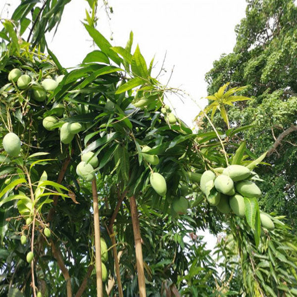 Mango 'Red Mulgoba'