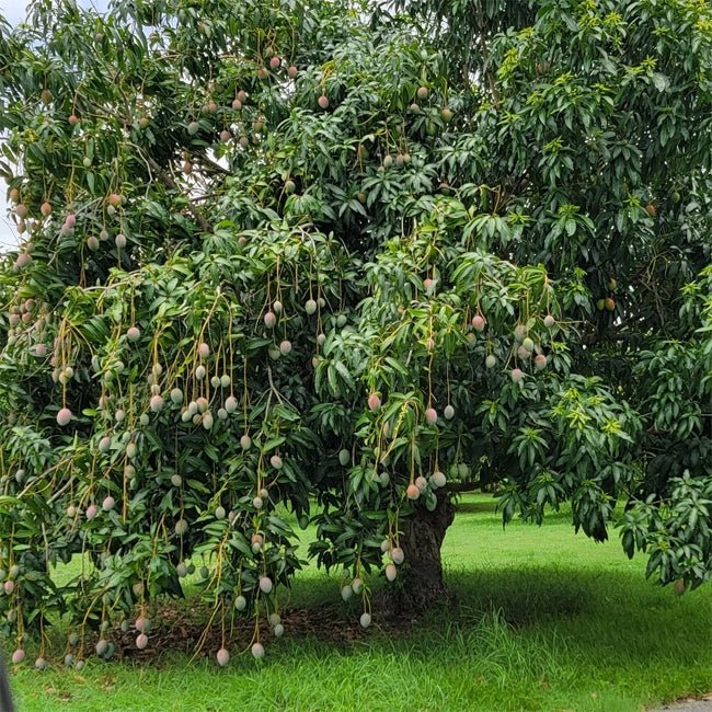 Mango Anderson - Ladybird Nursery