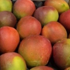 Mango 'Rad' - Ladybird Nursery