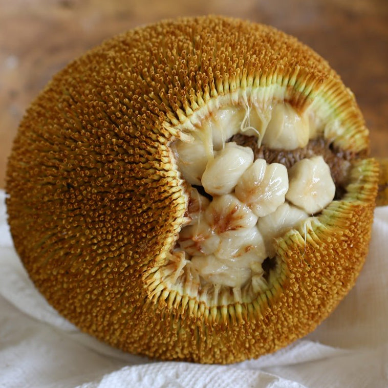 Marang - Ladybird Nursery
