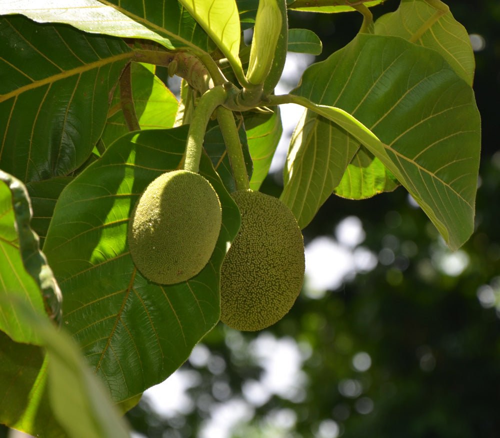 Marang - Ladybird Nursery