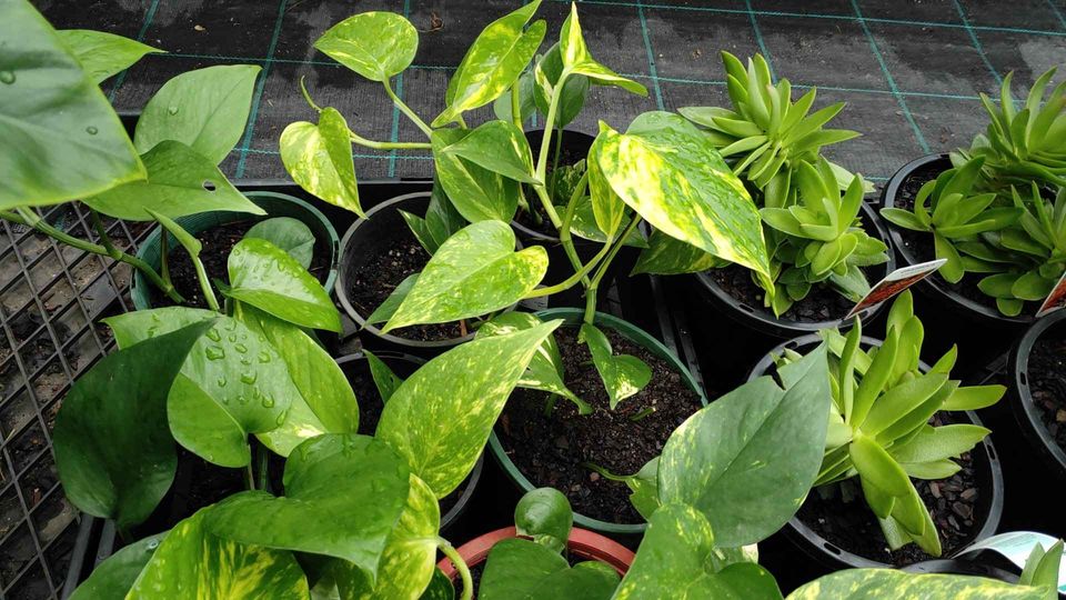 Marble Pothos - Ladybird Nursery