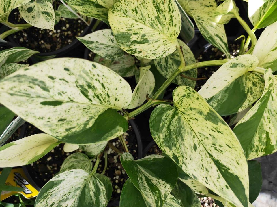 Pothos 'Marble Queen' - Ladybird Nursery
