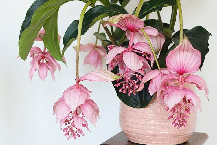 Medinilla Big Mama (Medinilla apoensis) - Ladybird Nursery
