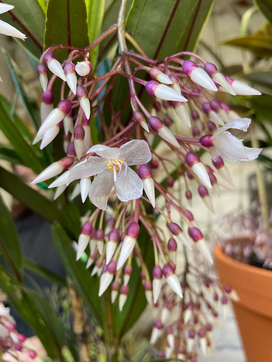 Medinilla Chandelier Plant (Medinilla crassata) - Ladybird Nursery