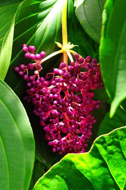 Medinilla Purpurea (Medinilla myriantha) - Ladybird Nursery