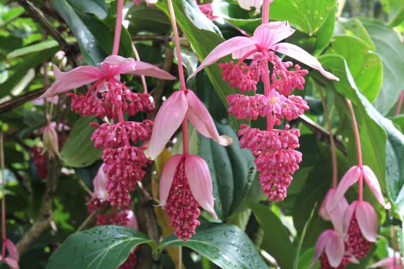 Medinilla (Medinilla magnifica) - Ladybird Nursery
