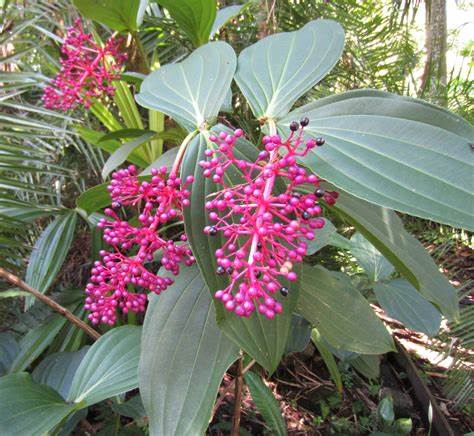 Medinilla Purpurea (Medinilla myriantha)