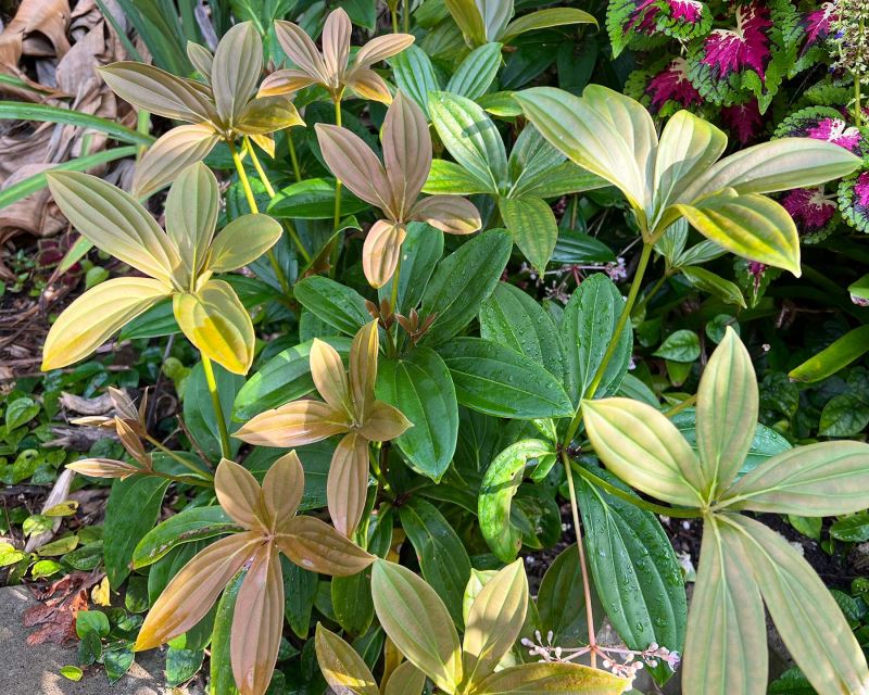 Medinilla ‘Salmon Delight’ (Medinilla magnifica) - Ladybird Nursery