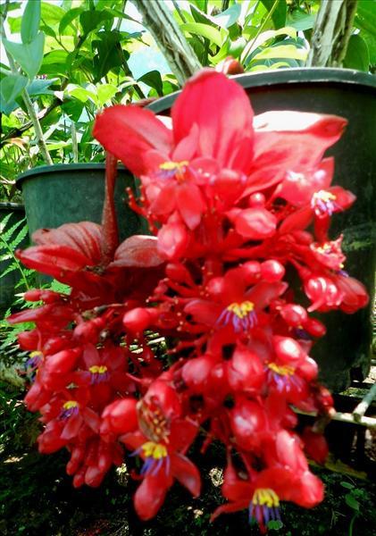 Medinilla Red (Medinilla miniate) - Ladybird Nursery