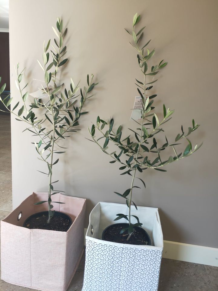 Mediterranean Olive Tree - Ladybird Nursery