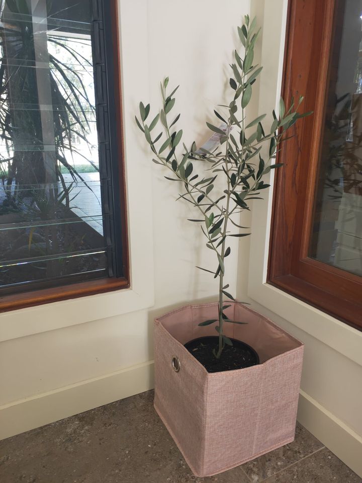 Mediterranean Olive Tree - Ladybird Nursery