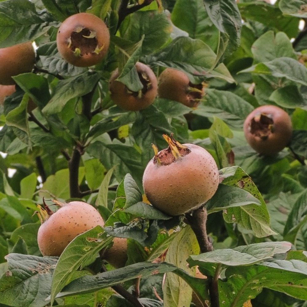 Medlar Dutch - Ladybird Nursery