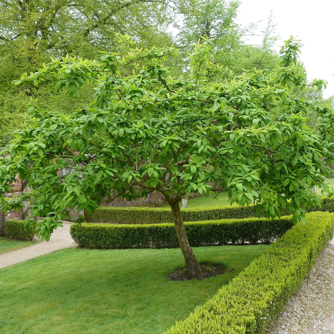 Medlar Dutch - Ladybird Nursery