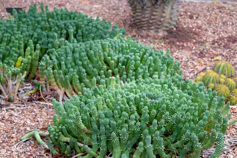 Medusa's Head (Euphorbia caput - medusae) - Ladybird Nursery