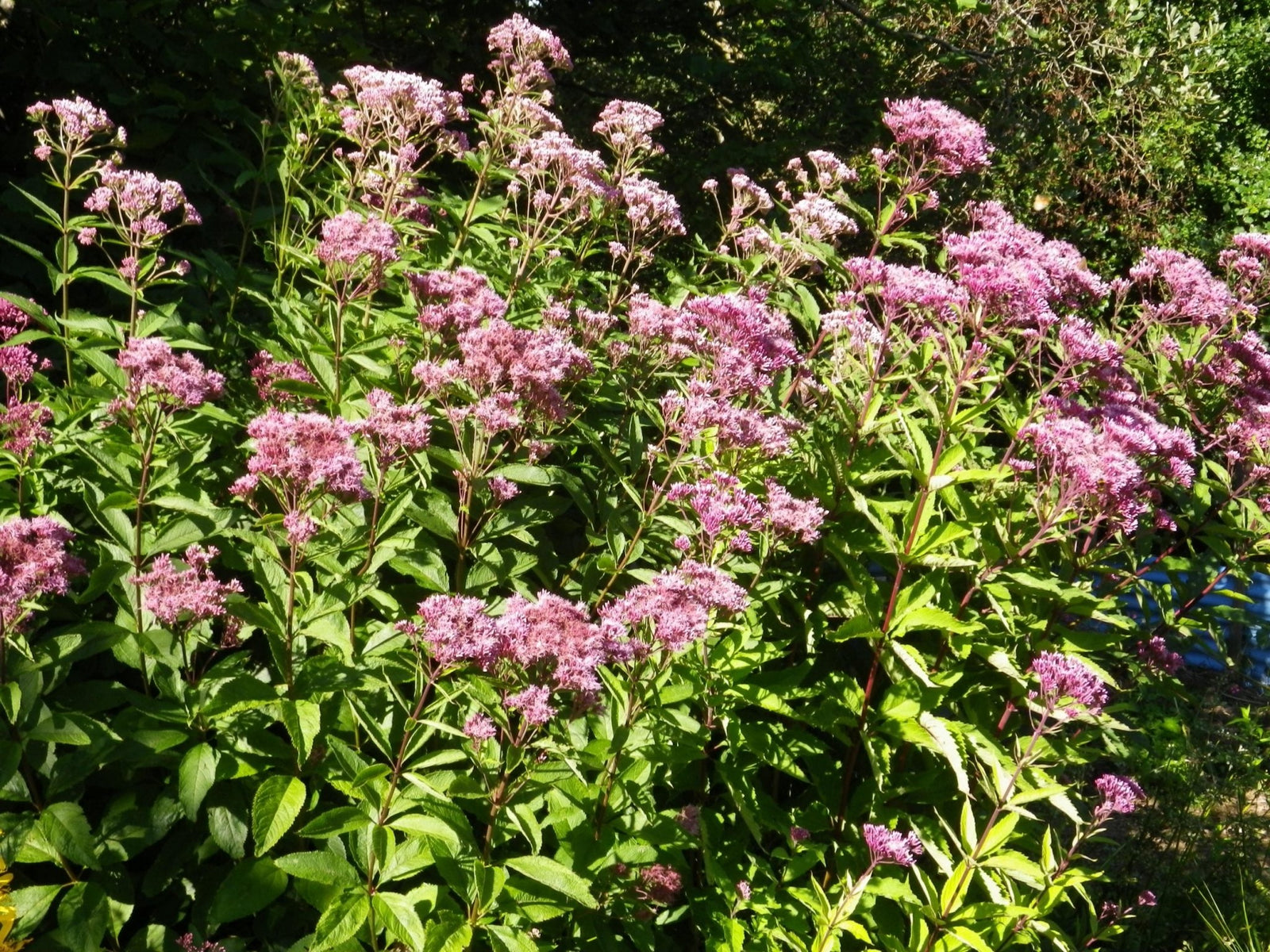 Megaleaf Boneset (Eupatorium megalophyllum) - Ladybird Nursery