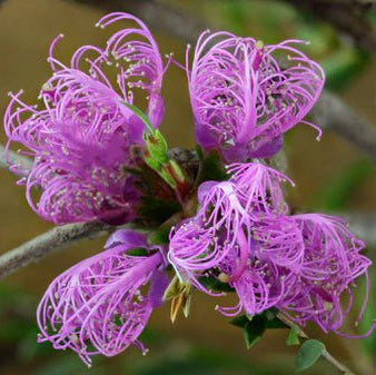 Thyme Honey Myrtle Cotton Candy (Melaleuca thymifolia) - Ladybird Nursery