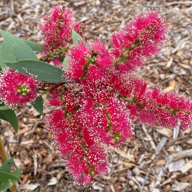 Melaleuca ‘Candy Sparkles’ - Ladybird Nursery