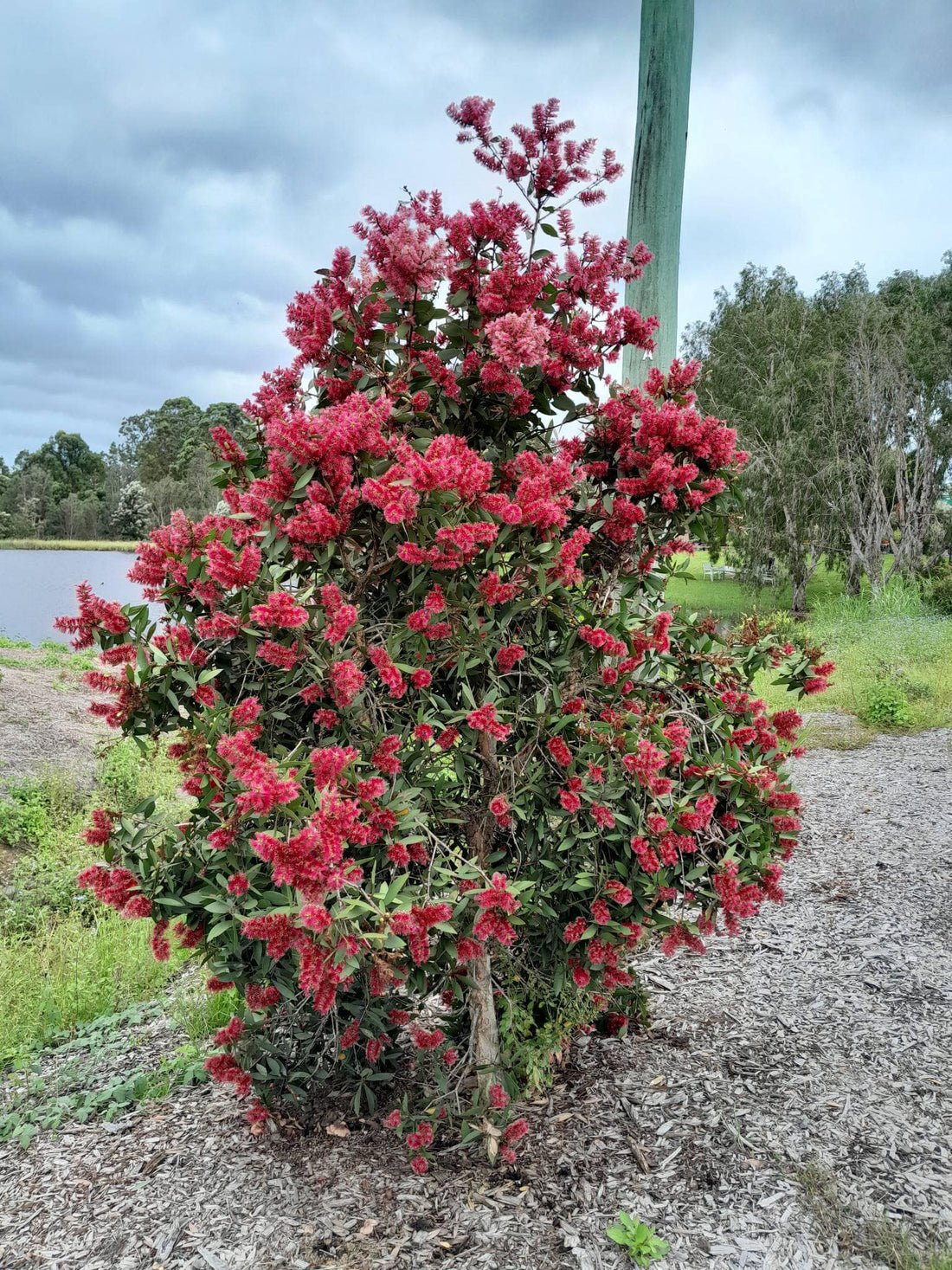 Melaleuca ‘Candy Sparkles’ - Ladybird Nursery