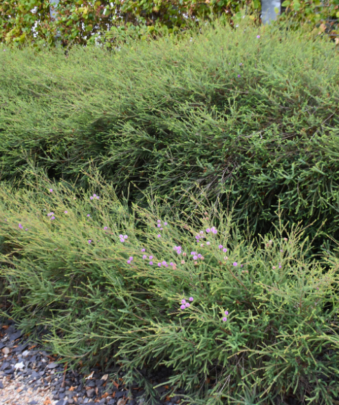 Dwarf Melaleuca decussata