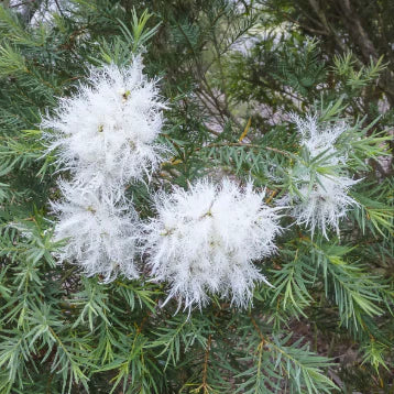 Melaleuca linariifolia ‘Sea Foam’