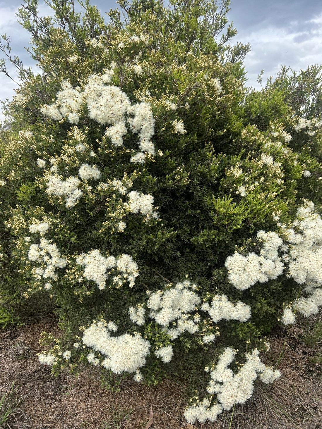 Melaleuca linariifolia ‘Sea Foam’ - Ladybird Nursery