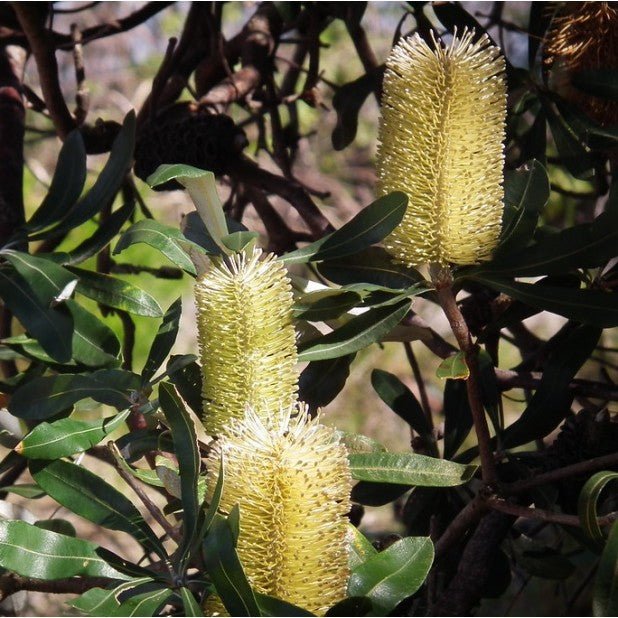 Mellow Yellow Coast Banksia (Banksia integrifolia) - Ladybird Nursery