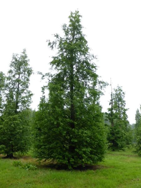 Metasequoia Dawn Redwood (Metasequoia glyptostroboides) - Ladybird Nursery