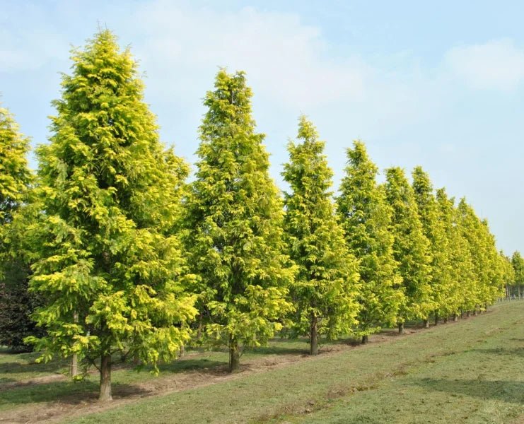 Metasequoia Gold Rush (Metasequoia glyptostroboides) - Ladybird Nursery
