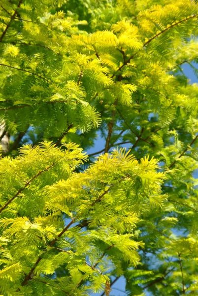 Metasequoia Gold Rush (Metasequoia glyptostroboides) - Ladybird Nursery