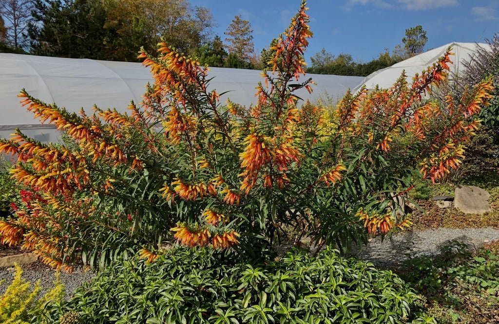 Cuphea Giant Fire Cracker (Cuphea micropetala) - Ladybird Nursery