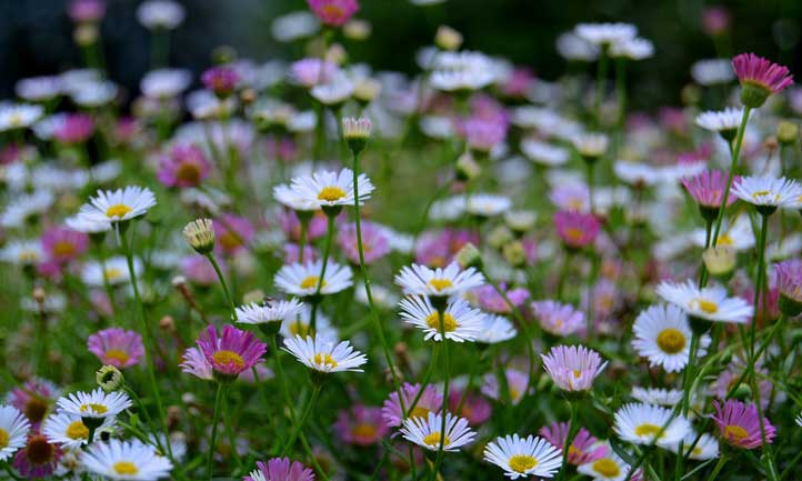 Seaside Daisy (Erigeron karvinskianus) - Ladybird Nursery
