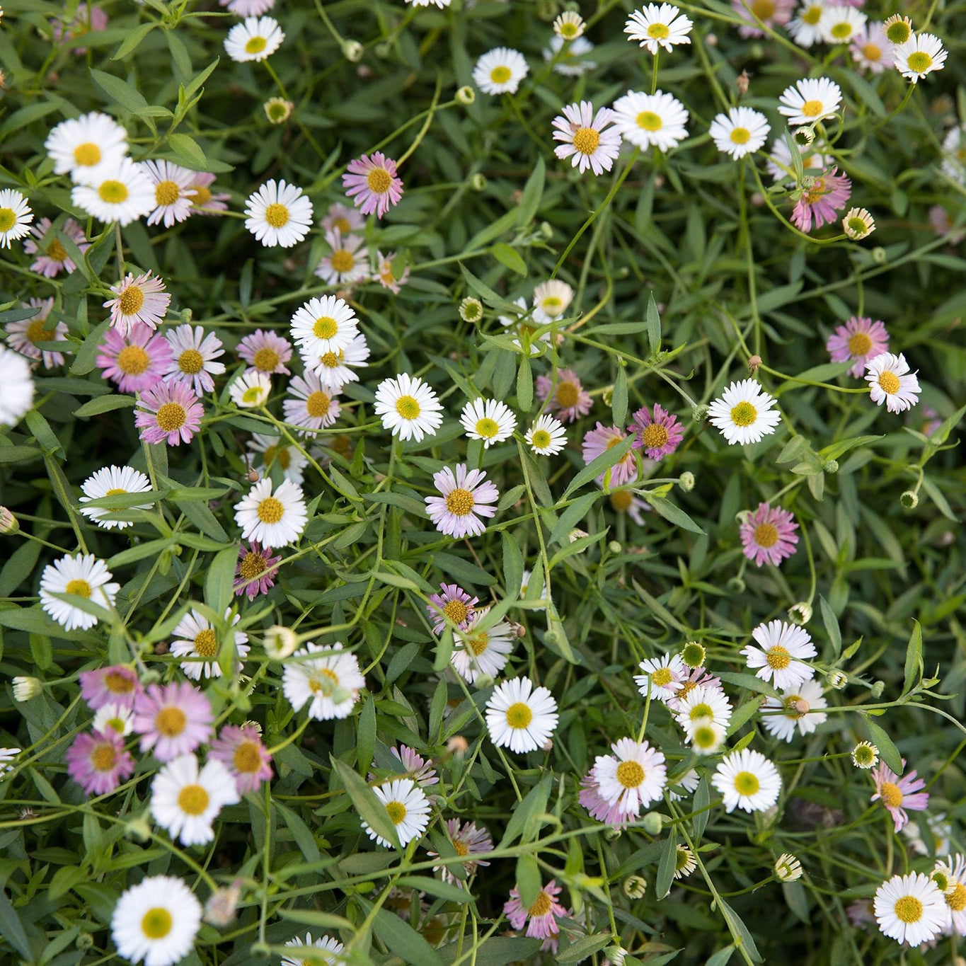 Seaside Daisy (Erigeron karvinskianus) - Ladybird Nursery